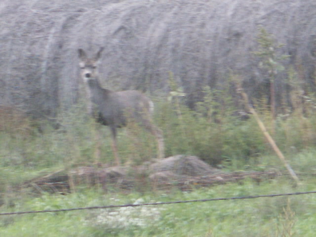Deer in Bale Yard